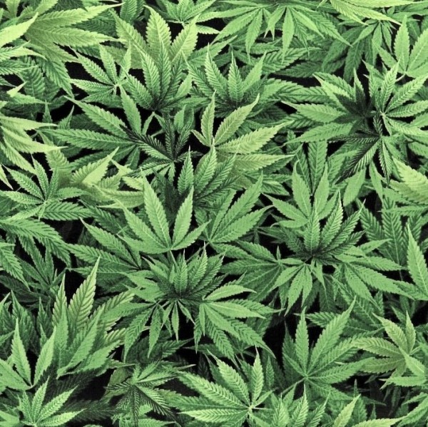 Hanf Blätter Stoff Cannabis Leaf