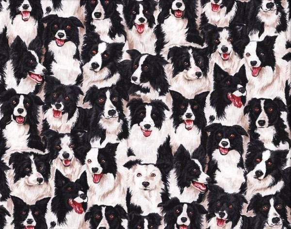 Hunde Stoff Border Collie Dogs