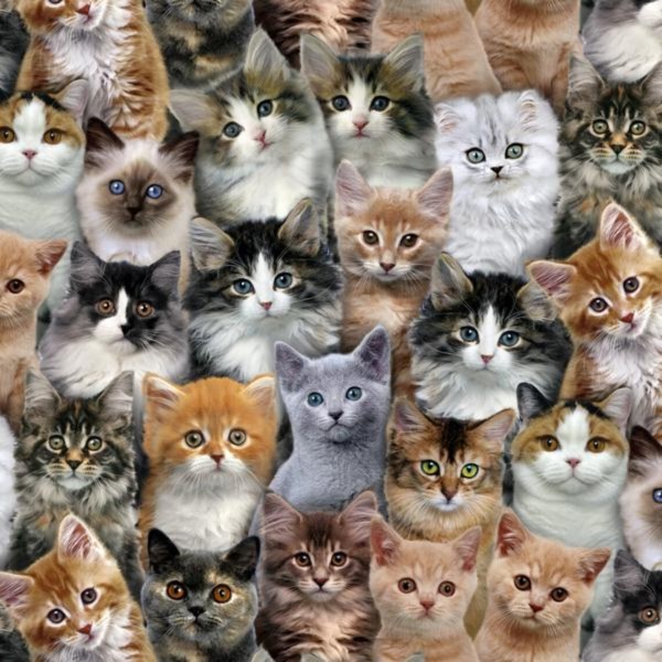Katzen Stoff Adorable Pets Cats Multi