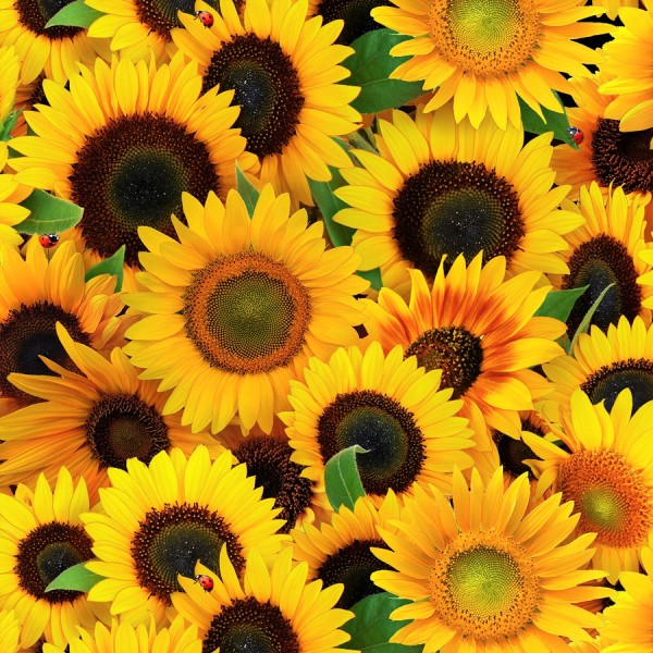 Sonnenblumen Stoff Yellow Sunflowers