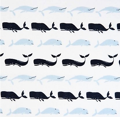 Wale Stoff Whale Species