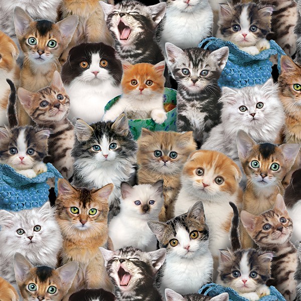 Katzen Stoff Cat Breeds Kitten Multi