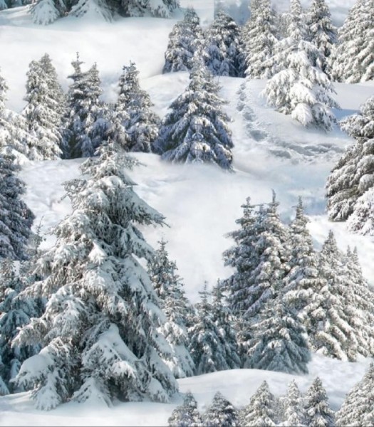 Tannen Wald Stoff White Winter Snow Pine Trees